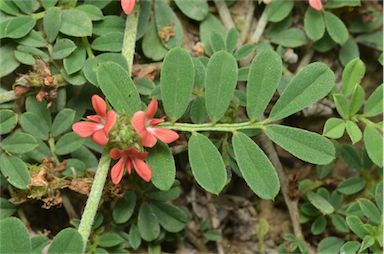 APII jpeg image of Indigofera linnaei  © contact APII