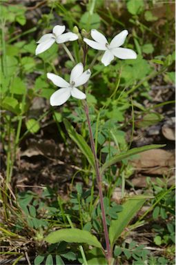 APII jpeg image of Pseuderanthemum variabile  © contact APII