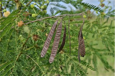 APII jpeg image of Leucaena leucocephala  © contact APII