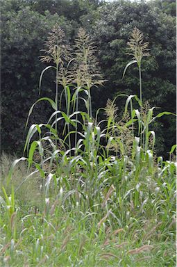 APII jpeg image of Sorghum halepense  © contact APII