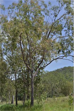 APII jpeg image of Corymbia clarksoniana  © contact APII