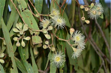 APII jpeg image of Corymbia clarksoniana  © contact APII