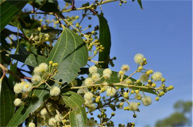 APII jpeg image of Acacia flavescens  © contact APII