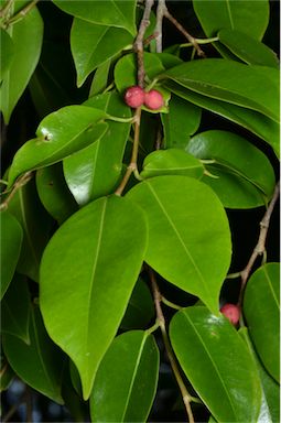 APII jpeg image of Ficus benjamina  © contact APII