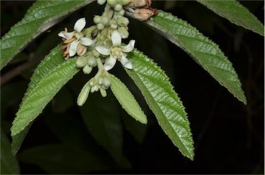 APII jpeg image of Grewia latifolia  © contact APII