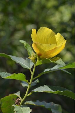 APII jpeg image of Hibiscus heterophyllus subsp. heterophyllus  © contact APII