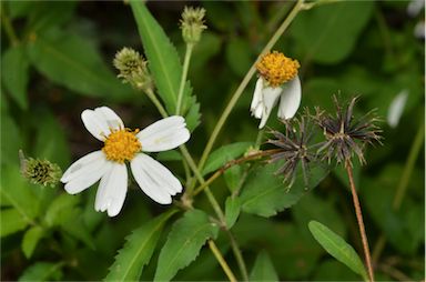 APII jpeg image of Bidens alba var. radiata  © contact APII