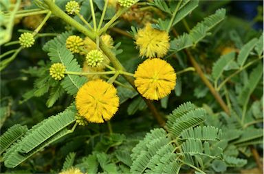 APII jpeg image of Vachellia nilotica subsp. indica  © contact APII