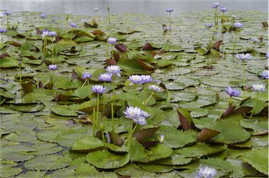 APII jpeg image of Nymphaea immutabilis  © contact APII