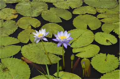 APII jpeg image of Nymphaea immutabilis  © contact APII