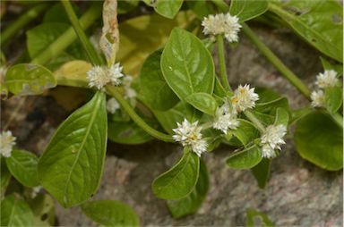 APII jpeg image of Alternanthera ficoidea  © contact APII