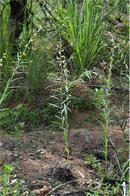 APII jpeg image of Crotalaria juncea  © contact APII