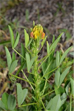 APII jpeg image of Crotalaria goreensis  © contact APII