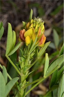 APII jpeg image of Crotalaria goreensis  © contact APII