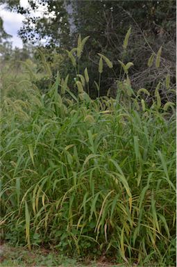 APII jpeg image of Setaria australiensis  © contact APII