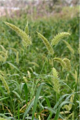 APII jpeg image of Setaria australiensis  © contact APII