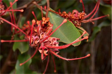 APII jpeg image of Grevillea decora subsp. decora  © contact APII