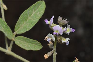 APII jpeg image of Glycine tabacina  © contact APII