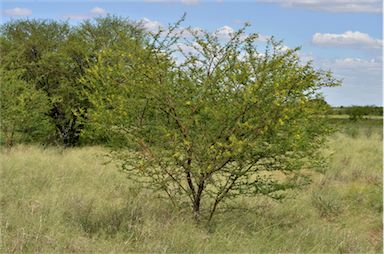 APII jpeg image of Vachellia nilotica subsp. indica  © contact APII