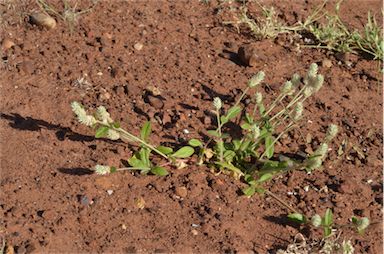 APII jpeg image of Gomphrena celosioides  © contact APII