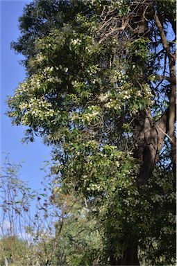 APII jpeg image of Clerodendrum floribundum var. angustifolium  © contact APII