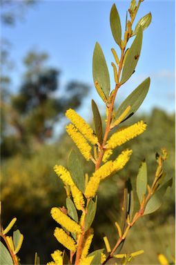 APII jpeg image of Acacia stipuligera  © contact APII