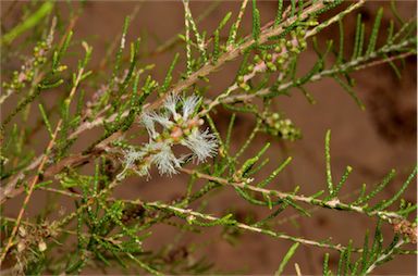 APII jpeg image of Melaleuca tamariscina  © contact APII