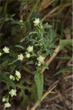 APII jpeg image of Parthenium hysterophorus  © contact APII