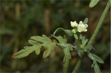 APII jpeg image of Parthenium hysterophorus  © contact APII