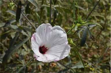 APII jpeg image of Hibiscus meraukensis  © contact APII