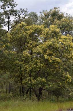 APII jpeg image of Acacia glaucocarpa  © contact APII