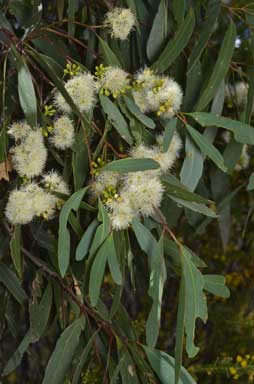 APII jpeg image of Eucalyptus woollsiana  © contact APII