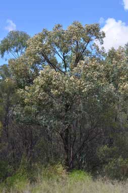 APII jpeg image of Eucalyptus crebra  © contact APII