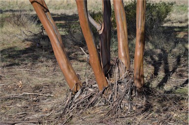 APII jpeg image of Eucalyptus behriana  © contact APII