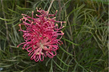 APII jpeg image of Grevillea 'Sylvia'  © contact APII