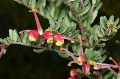 APII jpeg image of Grevillea 'Mallee Delight'  © contact APII