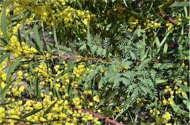 APII jpeg image of Acacia rubida  © contact APII