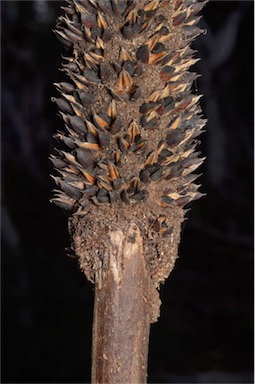 APII jpeg image of Xanthorrhoea concava  © contact APII