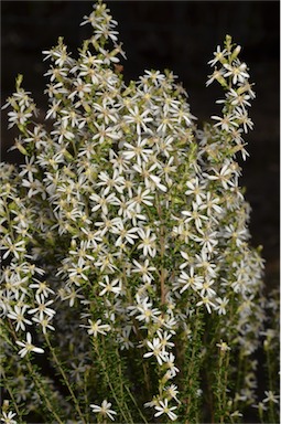 APII jpeg image of Olearia microphylla  © contact APII