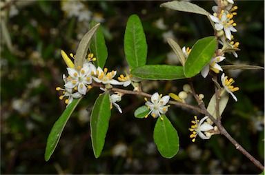 APII jpeg image of Asterolasia correifolia  © contact APII