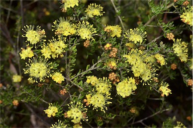 APII jpeg image of Phebalium glandulosum subsp. eglandulosum  © contact APII