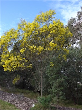 APII jpeg image of Acacia neriifolia  © contact APII