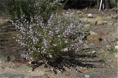 APII jpeg image of Prostanthera stenophylla  © contact APII