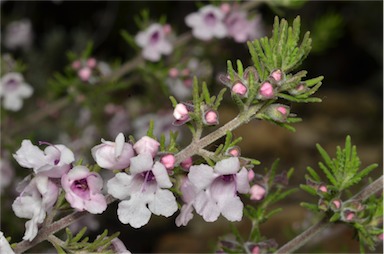 APII jpeg image of Prostanthera stenophylla  © contact APII