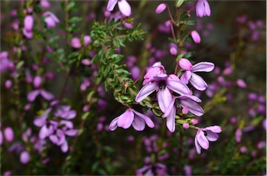 APII jpeg image of Tetratheca bauerifolia  © contact APII