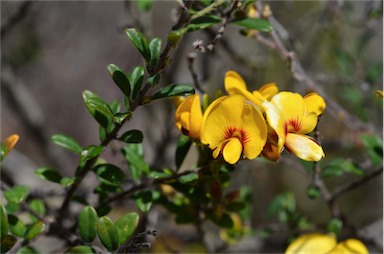 APII jpeg image of Pultenaea tarik  © contact APII