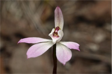 APII jpeg image of Caladenia fuscata  © contact APII