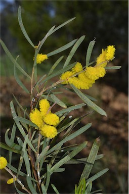 APII jpeg image of Acacia oncinophylla  © contact APII