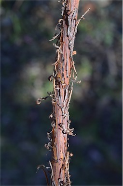 APII jpeg image of Acacia oncinophylla  © contact APII