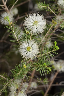 APII jpeg image of Melaleuca viminea  © contact APII